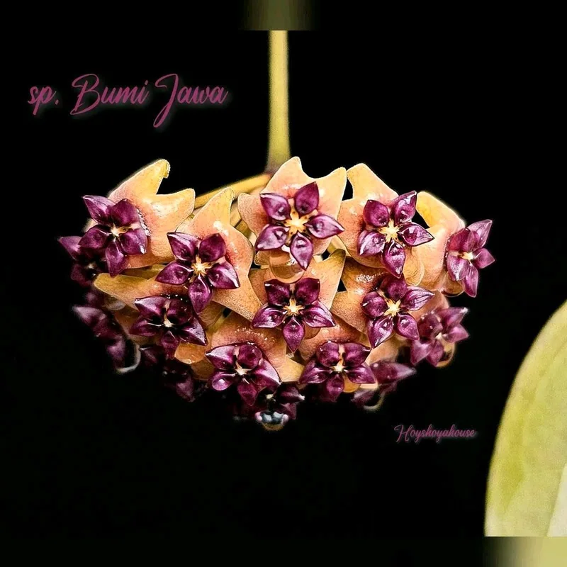 Hoya sp. Bumi Jawa – Mutterpflanze