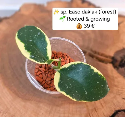 Hoya sp. Easo Daklak (Forest)