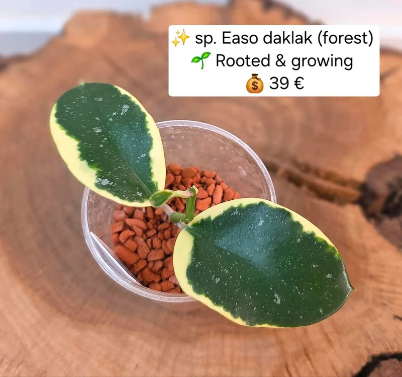 Hoya sp. Easo Daklak (Forest) – Mutterpflanze