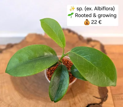 Hoya sp. (ex. Albiflora)