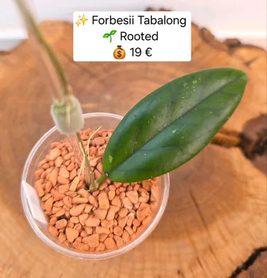 Hoya sp. Forbesii Tabalong