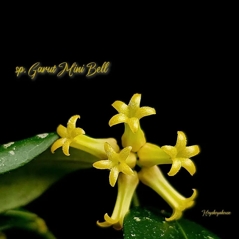 Hoya sp. Garut Mini Bell – Mutterpflanze