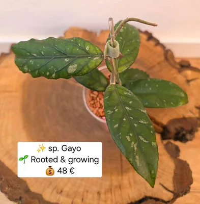 Hoya sp. Gayo