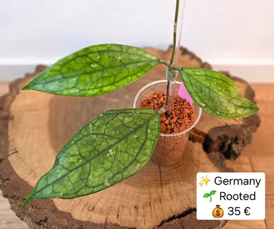Hoya sp. Germany