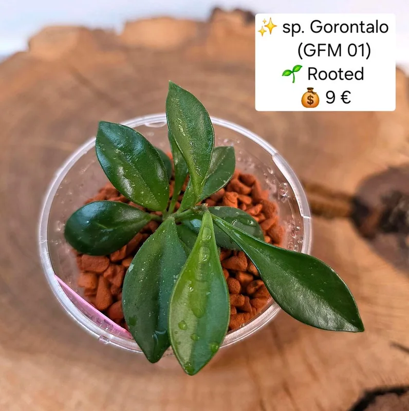 Hoya sp. Gorontalo (GFM 01) – Mutterpflanze