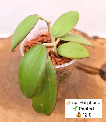 Hoya sp. HAI Phong