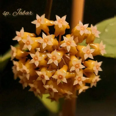 Hoya sp. Jabar (Jawa Barat?)