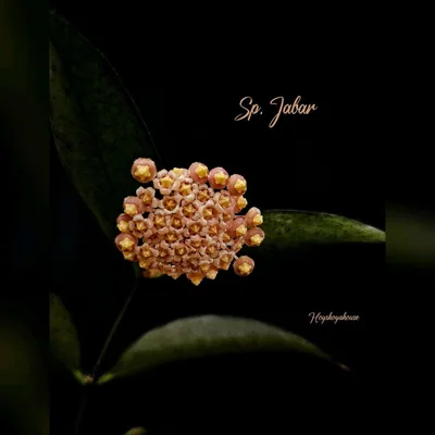 Hoya sp. Jabar