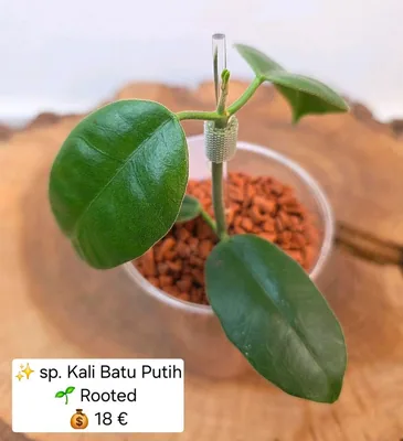 Hoya sp. Kali Batu Putih