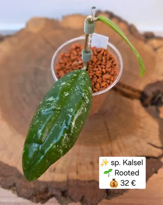 Hoya sp. Kalsel