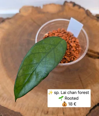 Hoya sp. LAI Chan Forest