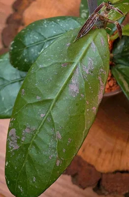Hoya sp. LAI Chau (Pink) Splash