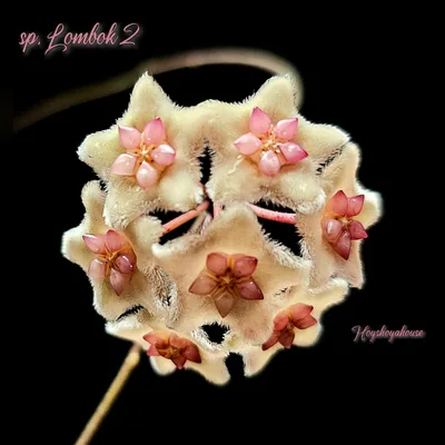 Hoya sp. Lombok 2 (Sulawesi)