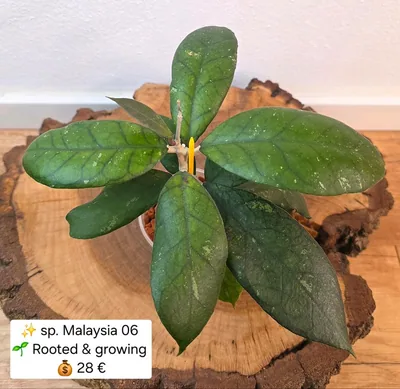 Hoya sp. Malaysia 06