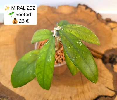 Hoya sp. Miral 202