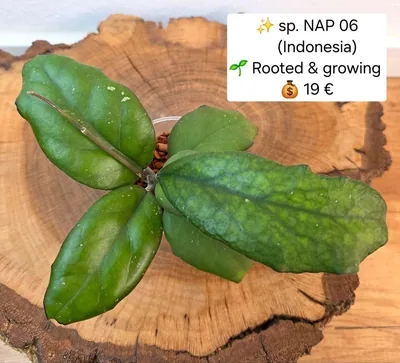 Hoya sp. NAP 06 (Indonesia)