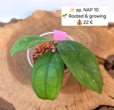 Hoya sp. NAP 10