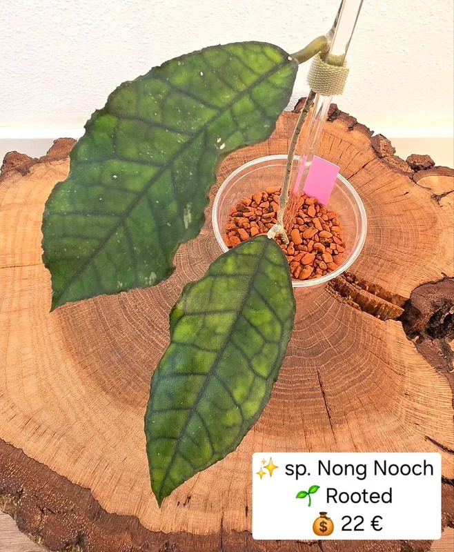 Hoya sp. Nong Nooch – Mutterpflanze