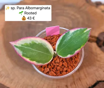 Hoya sp. Para Albo Marginata