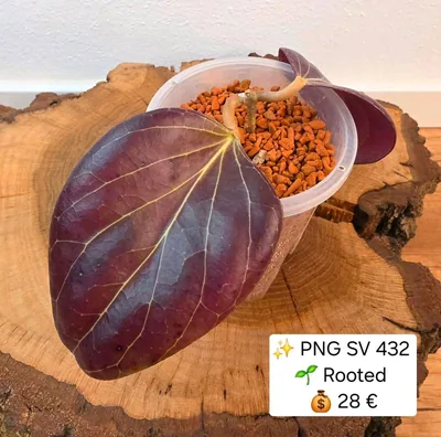 Hoya sp. PNG SV 432
