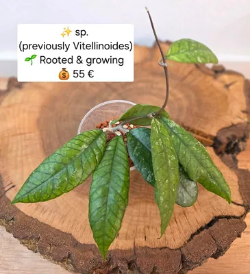 Hoya sp. (Previously Vitellinoides)