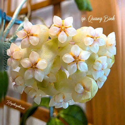 Hoya sp. Quang Binh