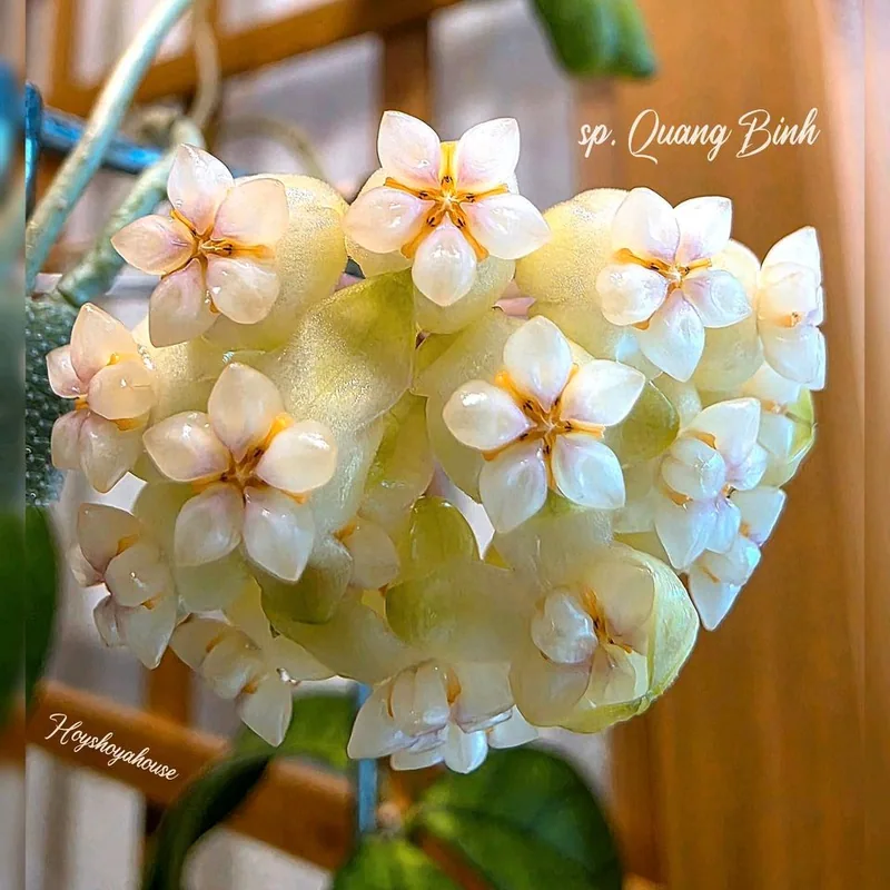 Hoya sp. Quang Binh – Mutterpflanze