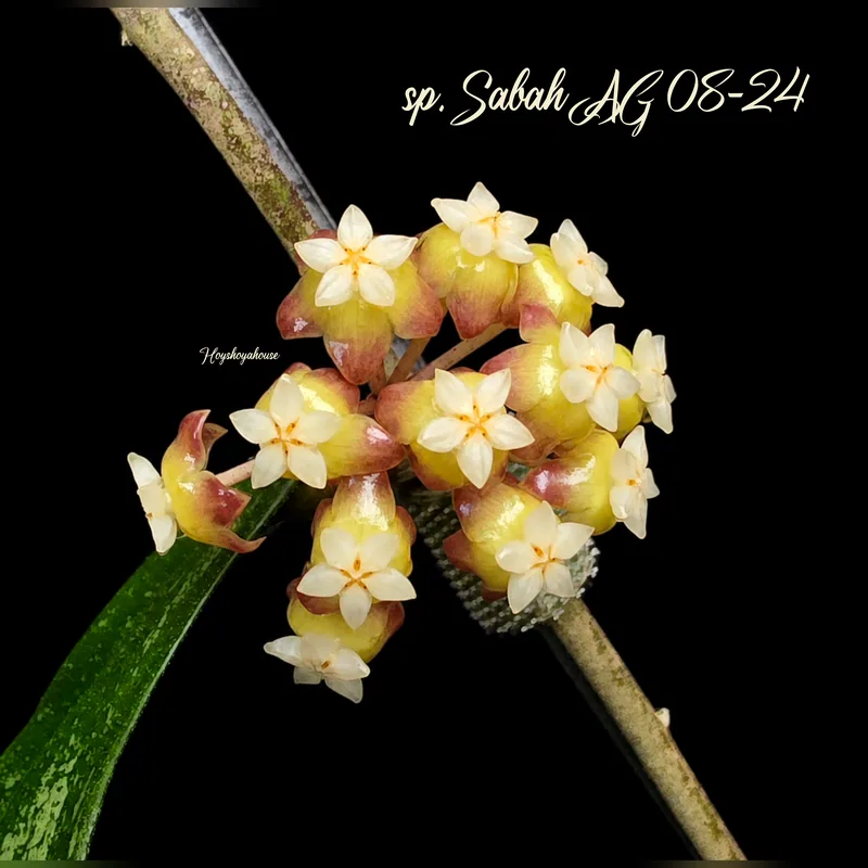 Hoya sp. Sabah AG 08-24 – Blüte
