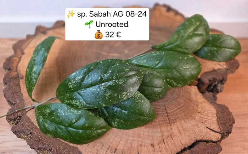 Hoya sp. Sabah AG 08-24 – Mutterpflanze