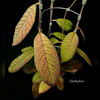 Hoya sp. Sabah EPC 961