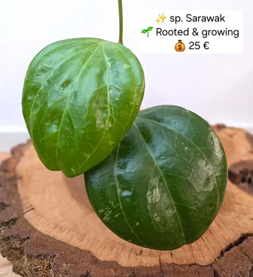 Hoya sp. Sarawak