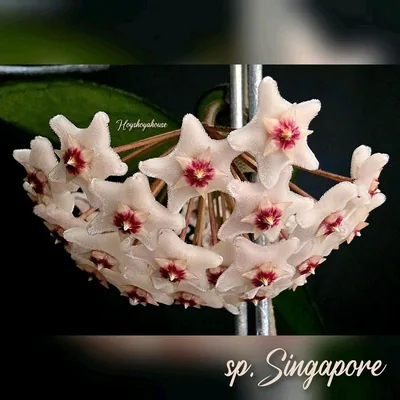 Hoya sp. Singapore