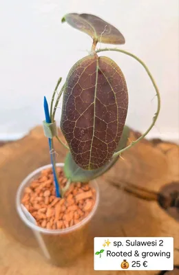 Hoya sp. Sulawesi 2