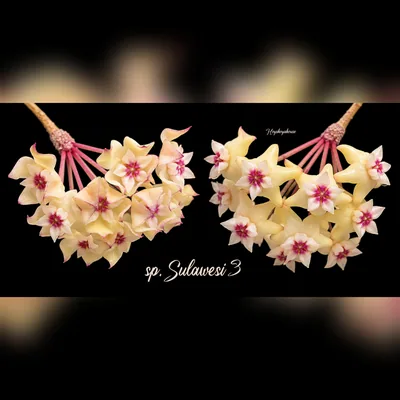 Hoya sp. Sulawesi 3