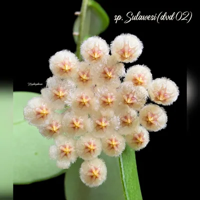 Hoya sp. Sulawesi (DVD 02)