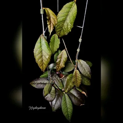Hoya sp. Sumatra 4