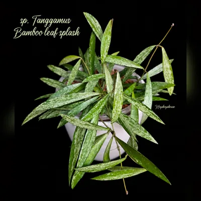 Hoya sp. Tanggamus Bamboo Leaf Splash