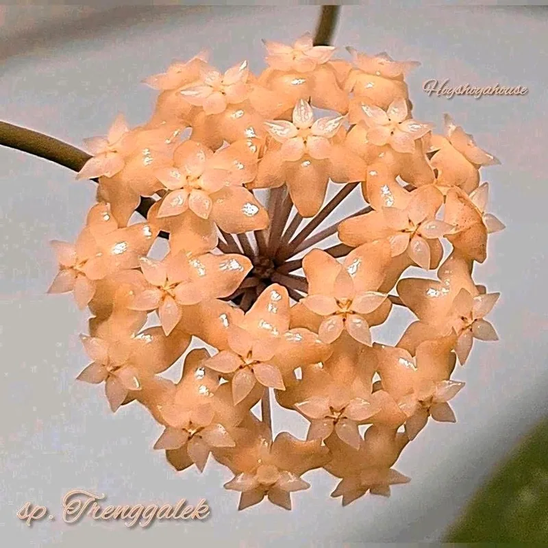 Hoya sp. Trenggalek – Mutterpflanze