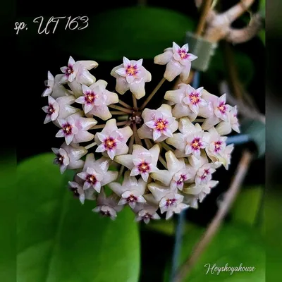 Hoya sp. UT 163