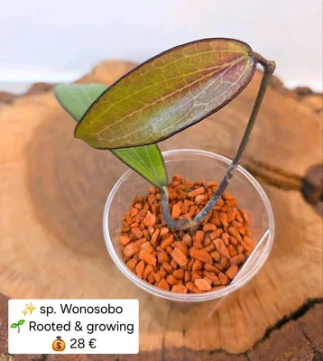 Hoya sp. Wonosobo