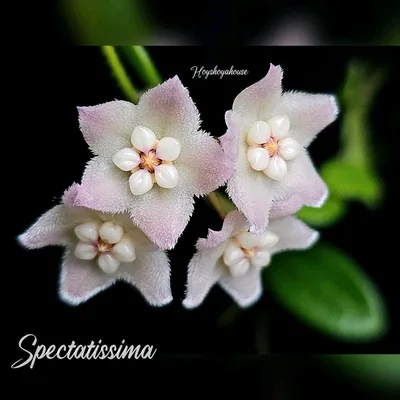 Hoya spectatissima