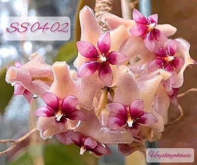 Hoya SS 04-02