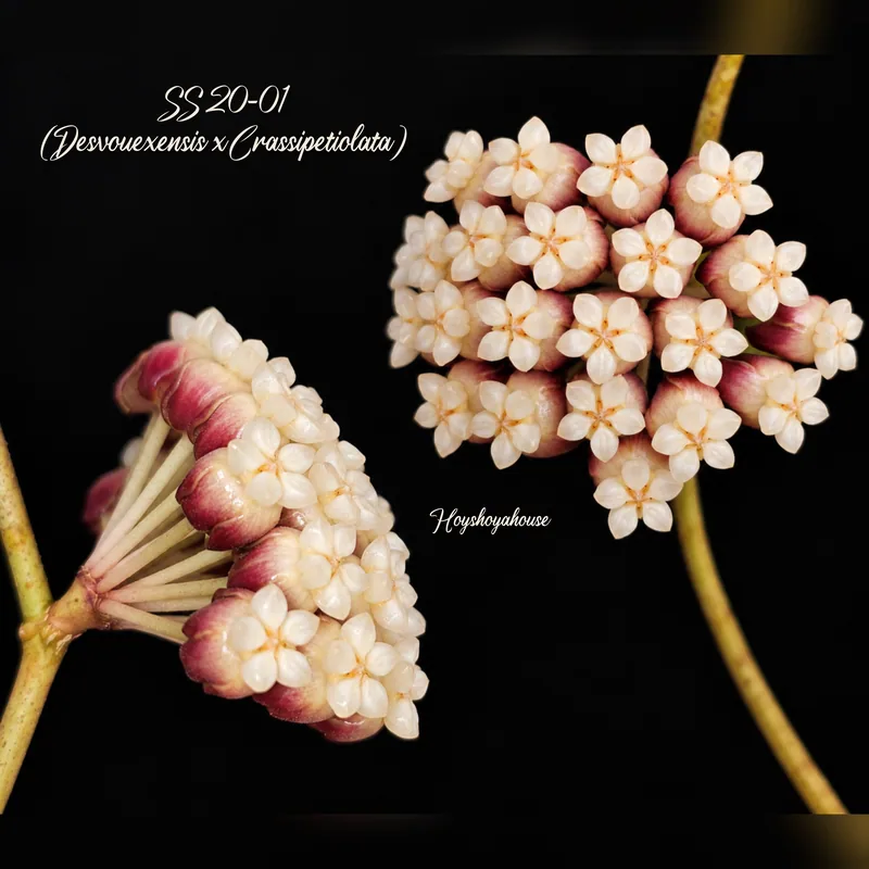 Hoya SS 20-01 (Desvouexensis x Crassipetiolata) – Blüte
