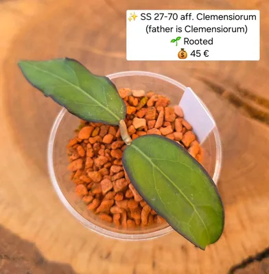 Hoya SS 27-70 aff. Clemensiorum (Vater Ist Clemensiorum)