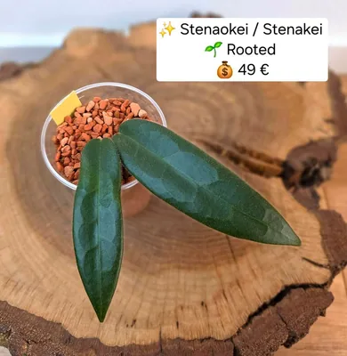 Hoya stenakei / Stenaokei
