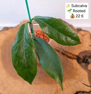 Hoya subcalva IML 404