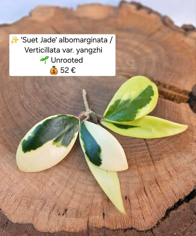 Hoya 'Suet Jade' Albomarginata Verticillata var. Yangzhi – Mutterpflanze