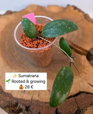 Hoya sumatrana