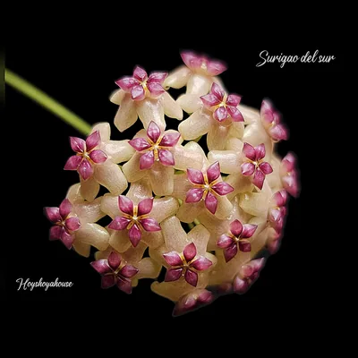 Hoya Surigao del sur