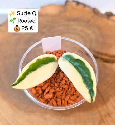 Hoya suzie Q